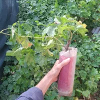 نهال انگور خارجی و داخلی