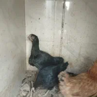 مرغ لاری و مرغ محلی|حیوانات مزرعه|رباطکریم, رباطکریم|دیوار