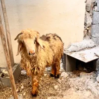گوسفند نر بزرگ