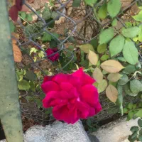 سرویس بازار و مدارس