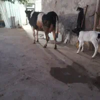 گاو هلشتاین فوق العاده شکم دوم|حیوانات مزرعه|مهربان, |دیوار