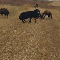 سه عدد قوچ اصل میاندوآب پرش تضمینی