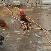 تعدای مرغ با خروس