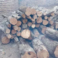 خرید درخت و انواع خدمات چوب|خدمات باغبانی و درختکاری|مینودشت, |دیوار