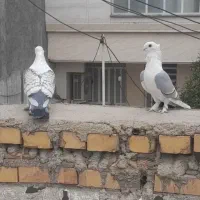 یه جفت کبوتر طاووسی