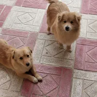 سگ اشپیتز ژاپنی