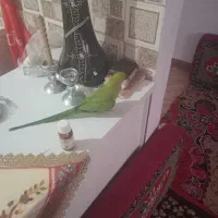 طوطی ملنگوو یک سال نیم داره|پرنده|کرمان, |دیوار