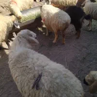 میش وبره