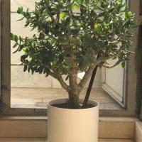 گل ثروت یا درخت ثروت