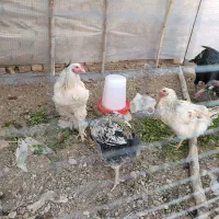 فروش جوجه برهما و محلی و گلین