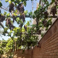 هرس و اصلاح انواع درختان|خدمات باغبانی و درختکاری|بیرجند, |دیوار