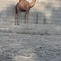 شتر نر|حیوانات مزرعه|بندرعباس, |دیوار