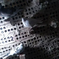 کفتر پرشی|پرنده|مشهد, محمدآباد|دیوار