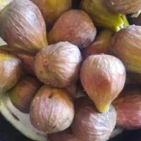 انجیر،خیار درختی،گوجه محلی