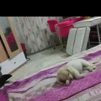 سگ اشپتیز پامر|سگ|کاشان, کشاورز|دیوار