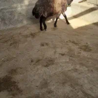 گوسفند نر نژاد افشار|حیوانات مزرعه|هشتگرد, شهرک راه آهن|دیوار