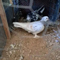 یک جفت کبوتر.|پرنده|رباطکریم, رباطکریم|دیوار