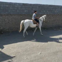 خرید و فروش پانسیون و نگهداری