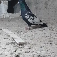 گفتر سینه سیا نر