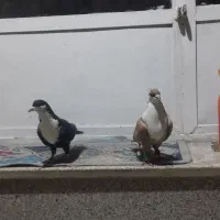 کله هفت رنگ جوان کرباتی زرد و سیاه معاوضه ایی|پرنده|مشهد, چهاربرج|دیوار