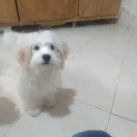 سگ آشپیتز و شیتزو