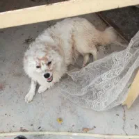 یه جفت پامر روباهی