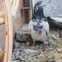 کله دم سبز ماده