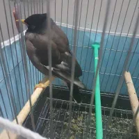 مرغ مینا|پرنده|سبزوار, امیر کبیر|دیوار