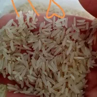 برنج فجرخوش پخت خوش طعم|عمده‌فروشی|گنبد کاووس, |دیوار