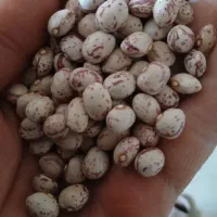 لوبیا چیتی