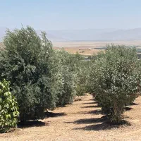 باغچه ۴۰۰۰متری ملوسجان|فروش زمین و ملک کلنگی|شیراز, قصرالدشت|دیوار