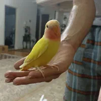 ی جفت طوطی کوتوله.|پرنده|هشتگرد, هشتگرد قدیم|دیوار