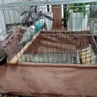 دو عدد مرغ عشق