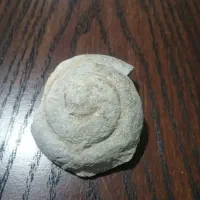 فسیل اصل|کلکسیون اشیاء عتیقه|تهران, فلسطین (میدان انقلاب)|دیوار