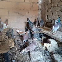 خدمت عشق بازان همه با همن تکی ندارن بدودونه ۷۰۰