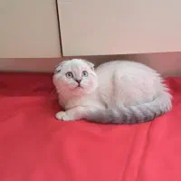 گربه چشم آبی