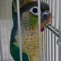 گرینچیک و عروس هلندی پرورش سالنی