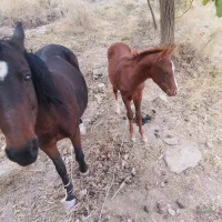 کره مدیون اسب|اسب و تجهیزات اسبسواری|چناران, |دیوار