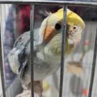 عروس هلندی جفت مولد