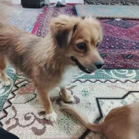 سگ گمشده شهرک امام علی تفت