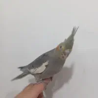 عروس هلندی دوماهه اماده یادگیری وتعلیم|پرنده|دماوند, گیلاوند|دیوار