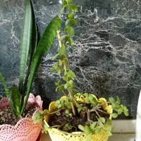 سه عدد گلدان|گل مصنوعی|مشهد, هفت تیر (نه دره)|دیوار