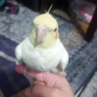 عروس هلندی لوتینو دستی سخنگو چشم شرابی