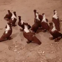 کبوتر قرمزی نشان