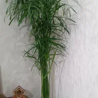 گل نخل مرداب