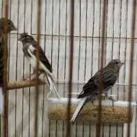 اجتماعی نیمه گمشده