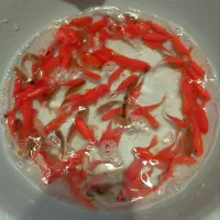 ماهی قرمز شب عید|ماهی|بجنورد, |دیوار