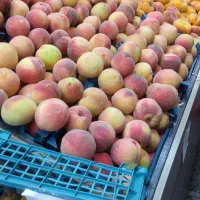 کارگر ساده جهت کار در میوه فروشی