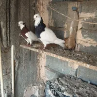 طوقی|پرنده|رودان, |دیوار