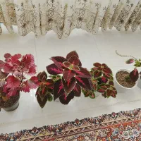 بهترین گل حسن یوسف